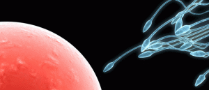 4.33-eicel-met-zaadcellen